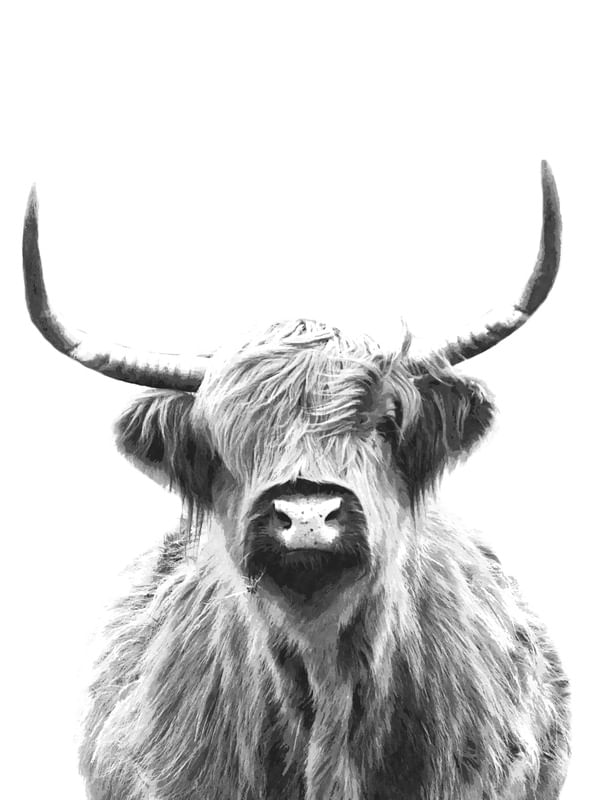 VACA ESCOCESA PRETO E BRANCO