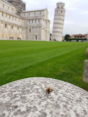 BEESA TOWER