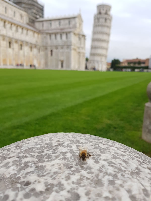 BEESA TOWER