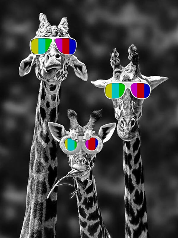 GIRAFAS NO SIGNAL