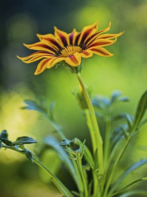 FLOR ABSOLUTA GAZANI