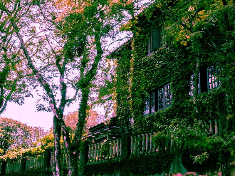 PURPLE HOUSE