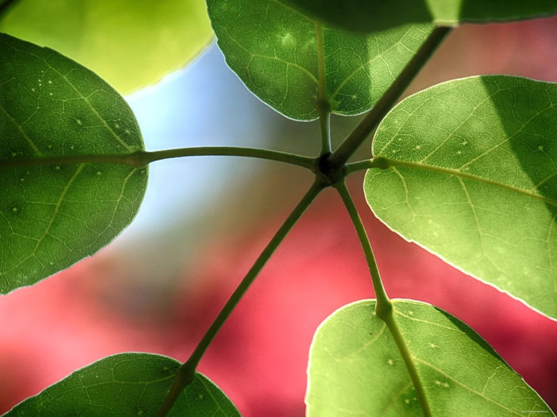 VERDE E ROSA DE UMA MANHÃ QUALQUER