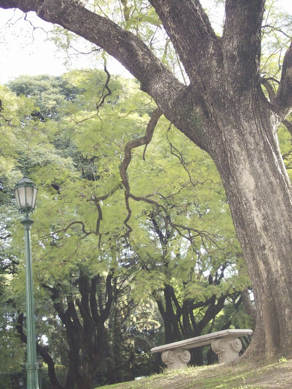 SOLITARY TREES