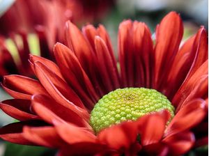 FLOR EM AMARELO E VERMELHO