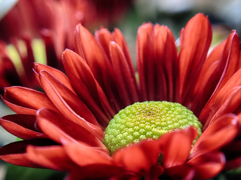 FLOR EM AMARELO E VERMELHO