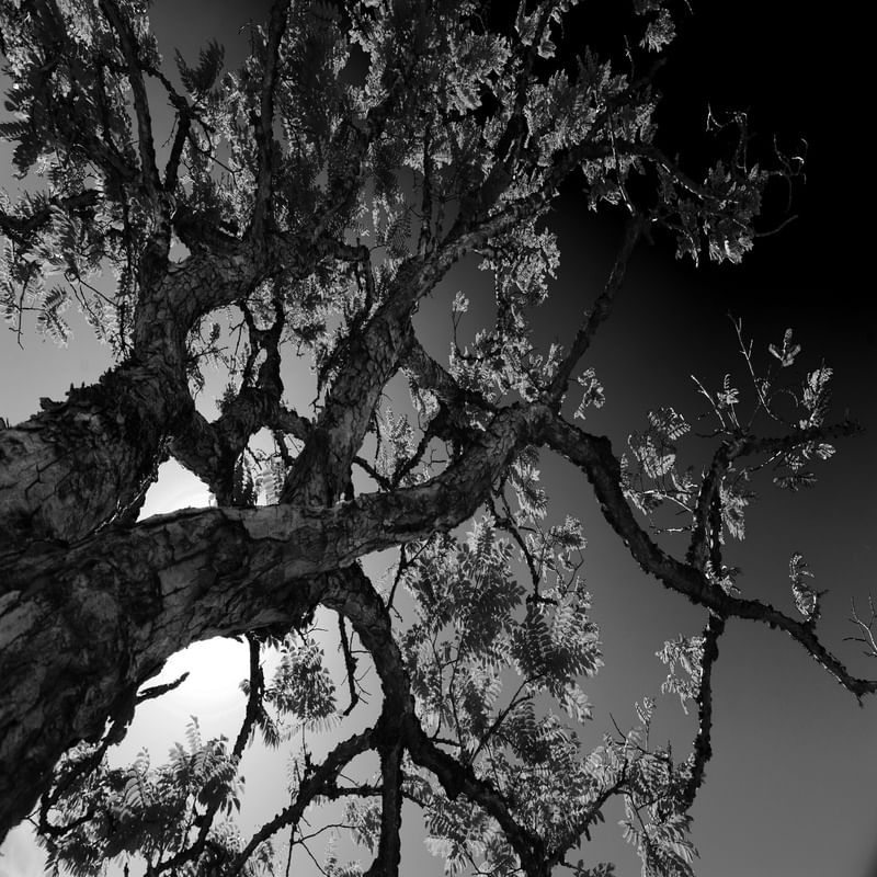 BAUM GEGEN DEN HIMMEL