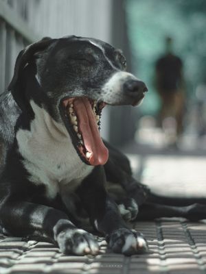 SONO DO CÃO