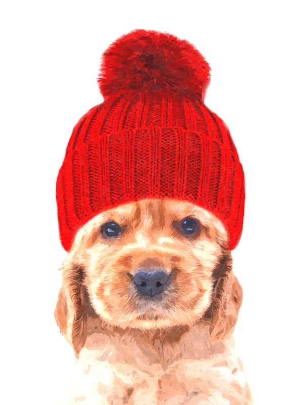 COCKER COM CHAPÉU VERMELHO