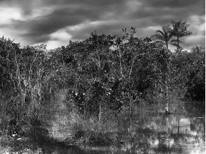 THE DARK SWAMP