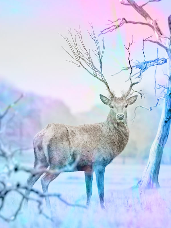 DEER FURTA COR