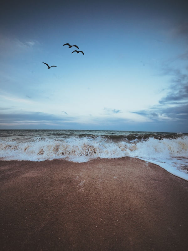 AVES NA PRAIA