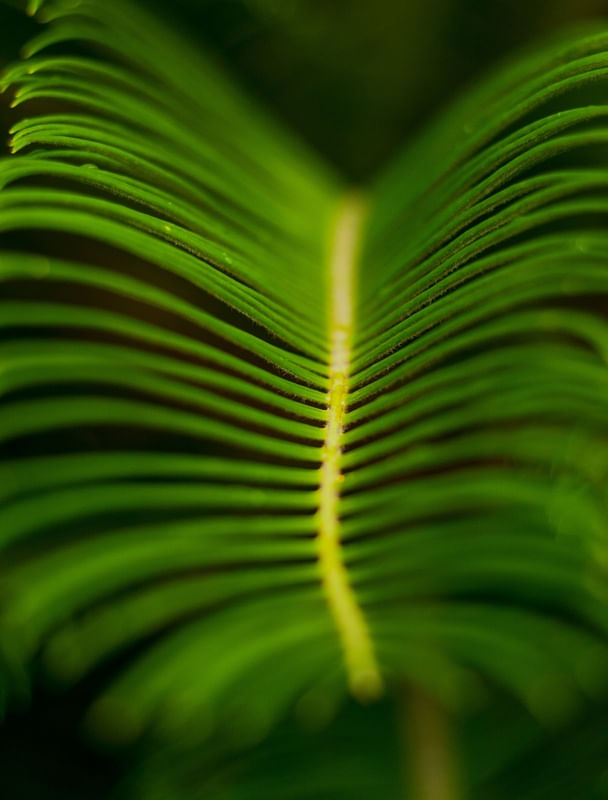 LEAF RIVER
