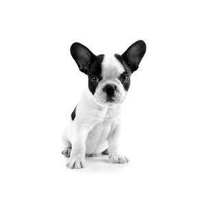 BULLDOG FRANCÊS FILHOTE - PRETO E BRANCO