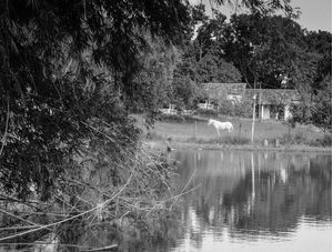 O CAVALO E O LAGO