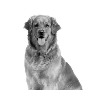 GOLDEN RETRIVER - PRETO E BRANCO