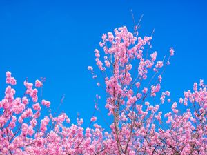 CEREJEIRAS DE INVERNO