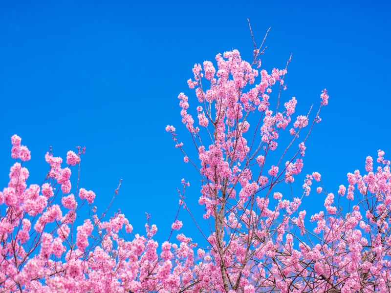 CEREJEIRAS DE INVERNO
