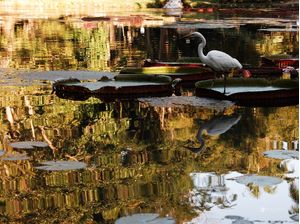 REFLEXOS