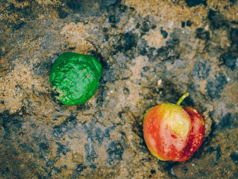 FRUTAS E TEXTURA