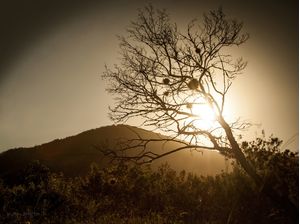 VIDA SECA SUNSET
