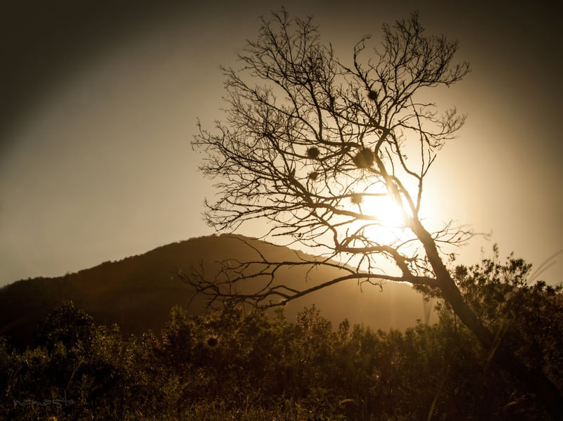 VIDA SECA SUNSET
