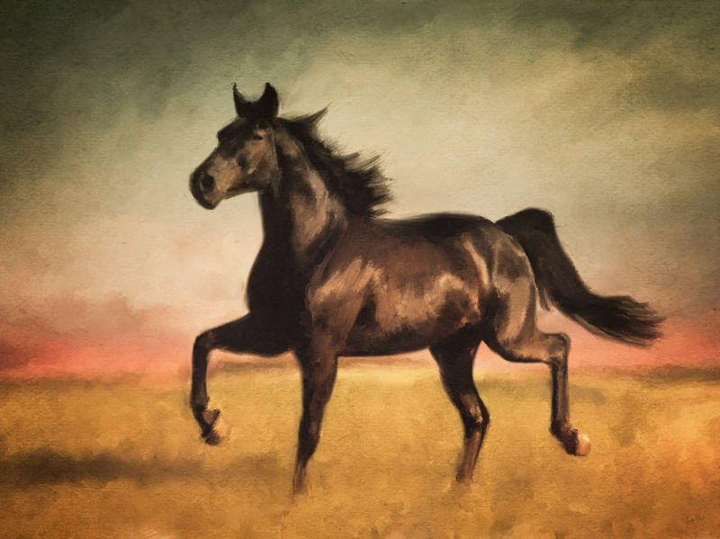 CAVALO FINAL DE TARDE