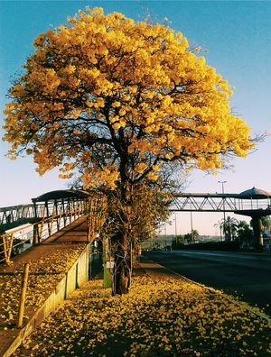 CHÃO AMARELO