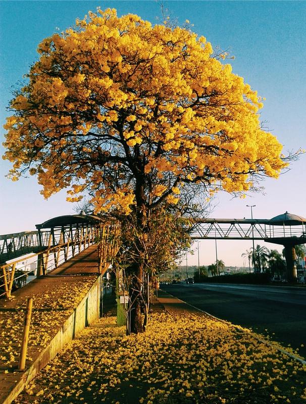 CHÃO AMARELO