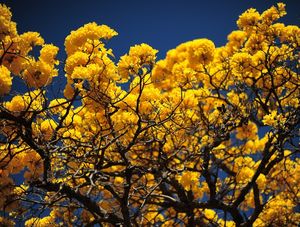 CORES OPOSTAS