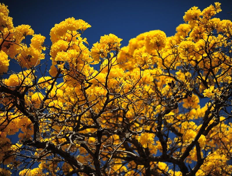 CORES OPOSTAS