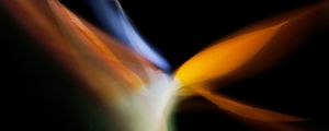 STRELITZIA 153