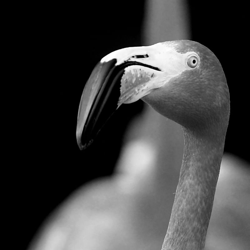 BICO DO FLAMINGO