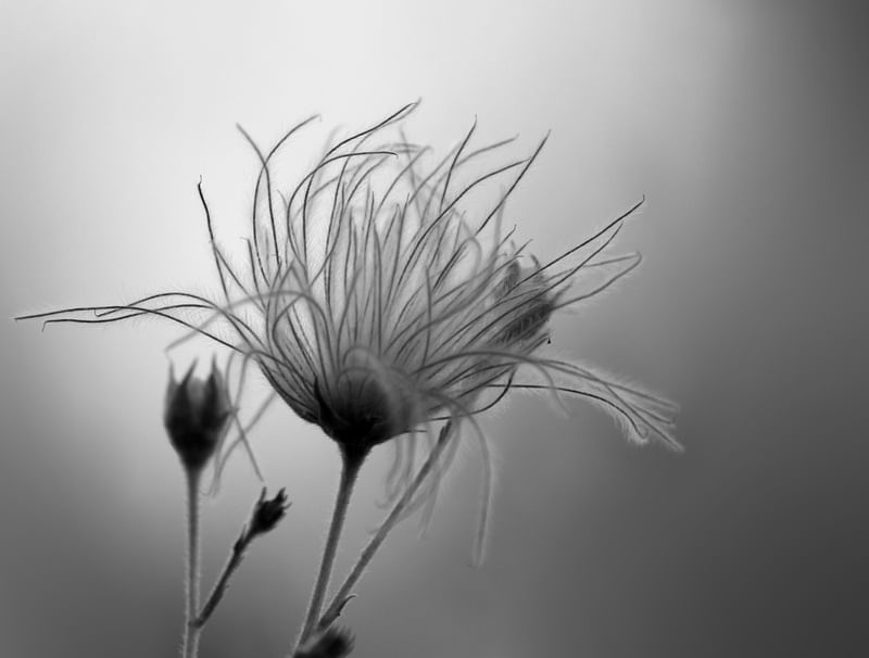 FLOR DE PLUMA