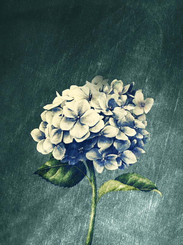FLOWER NEAR ME 1