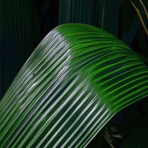 GRÜNES BLATT