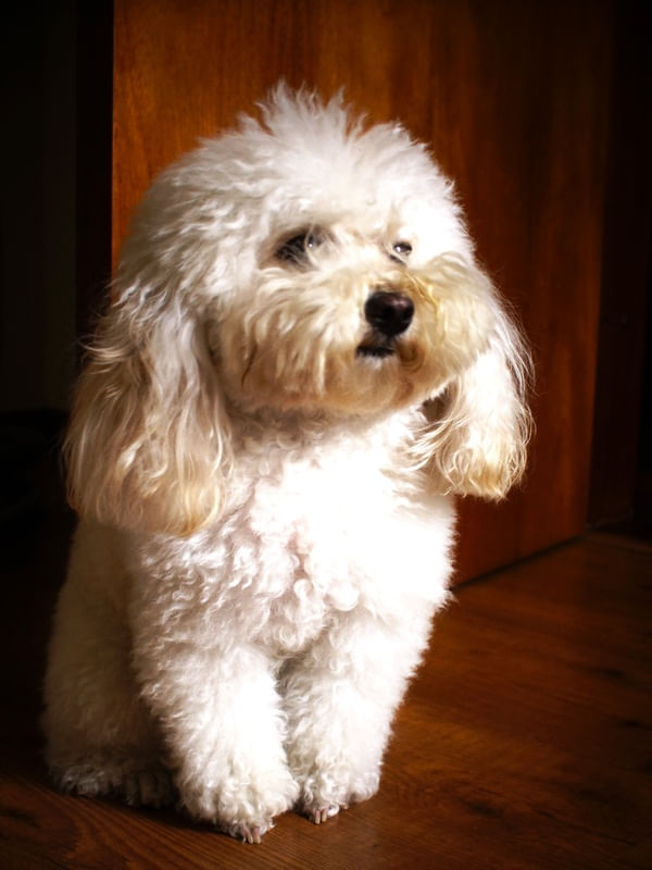 DOC POODLE