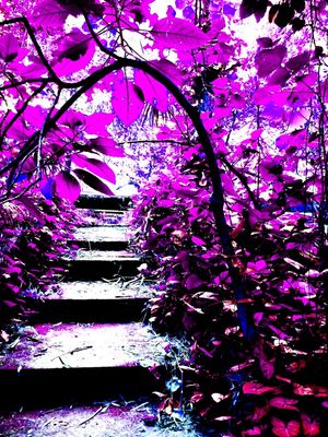 PURPLE LEAVES