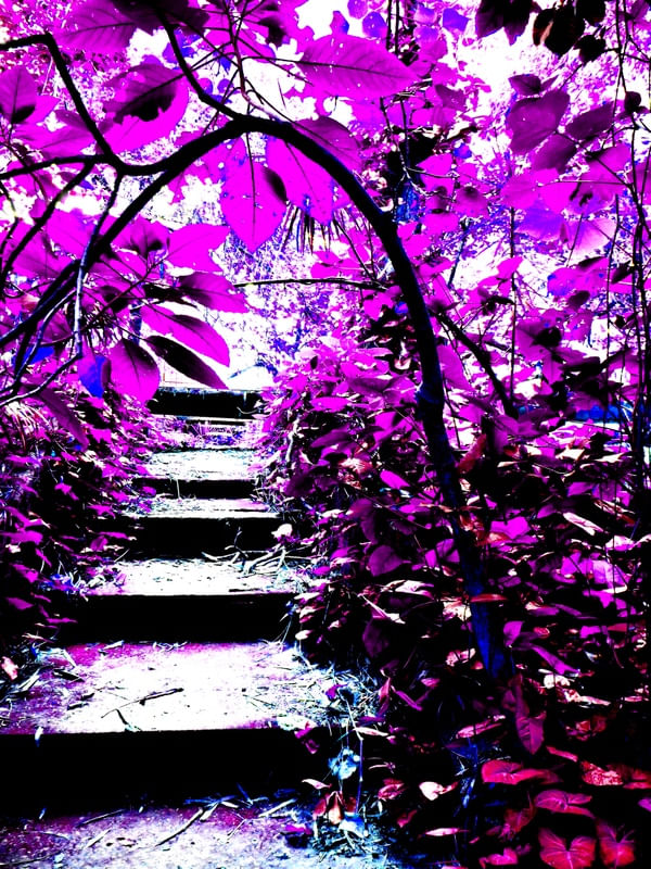 PURPLE LEAVES