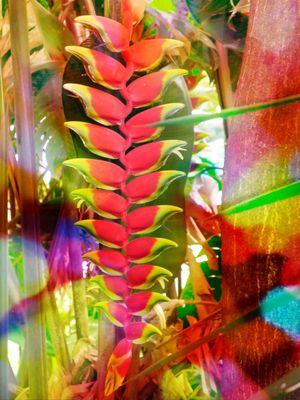 COLORFUL HELICONIA