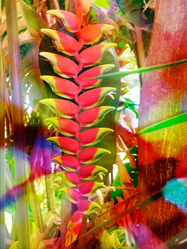 COLORFUL HELICONIA