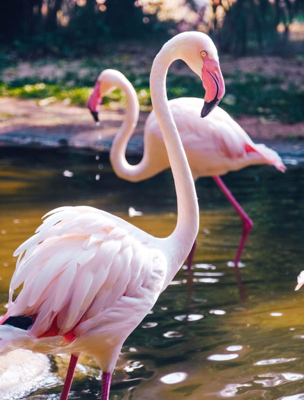 FLAMINGOS ROSA