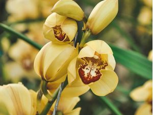 ORQUÍDEA AMARELA