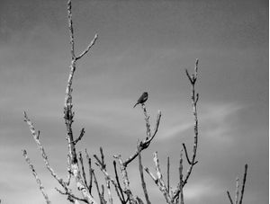 PASSARINHO SOLITÁRIO 036