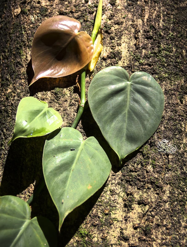 VERDE E MARROM