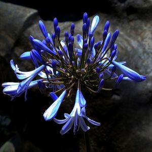 FLOR NA PEDRA