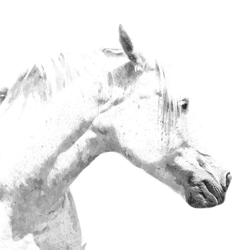 RETRATO DE CAVALO BRANCO