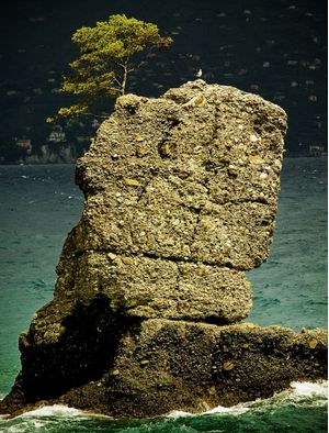 PASSARO, ARVORE E ROCHA EM PORTOFINO