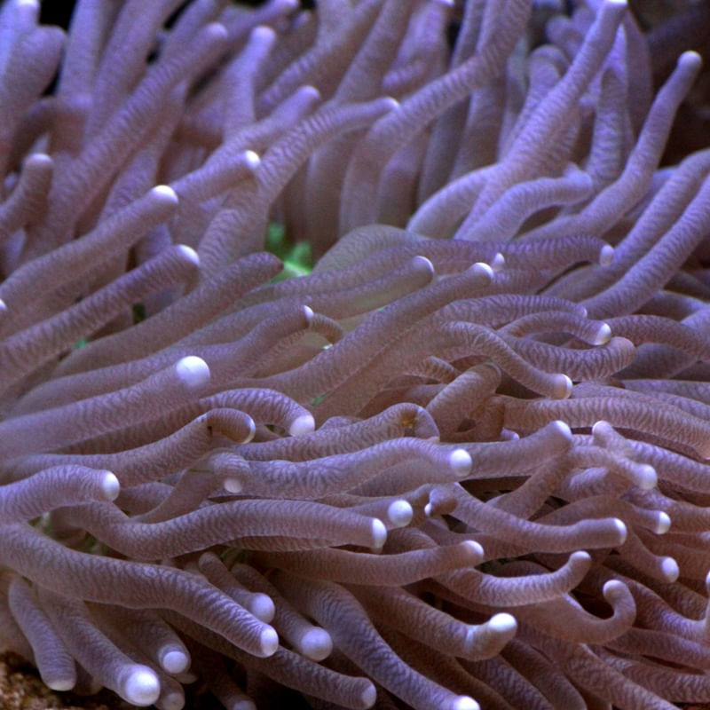 ANEMONAS LB