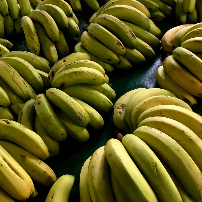 BANANAS E BANANAS